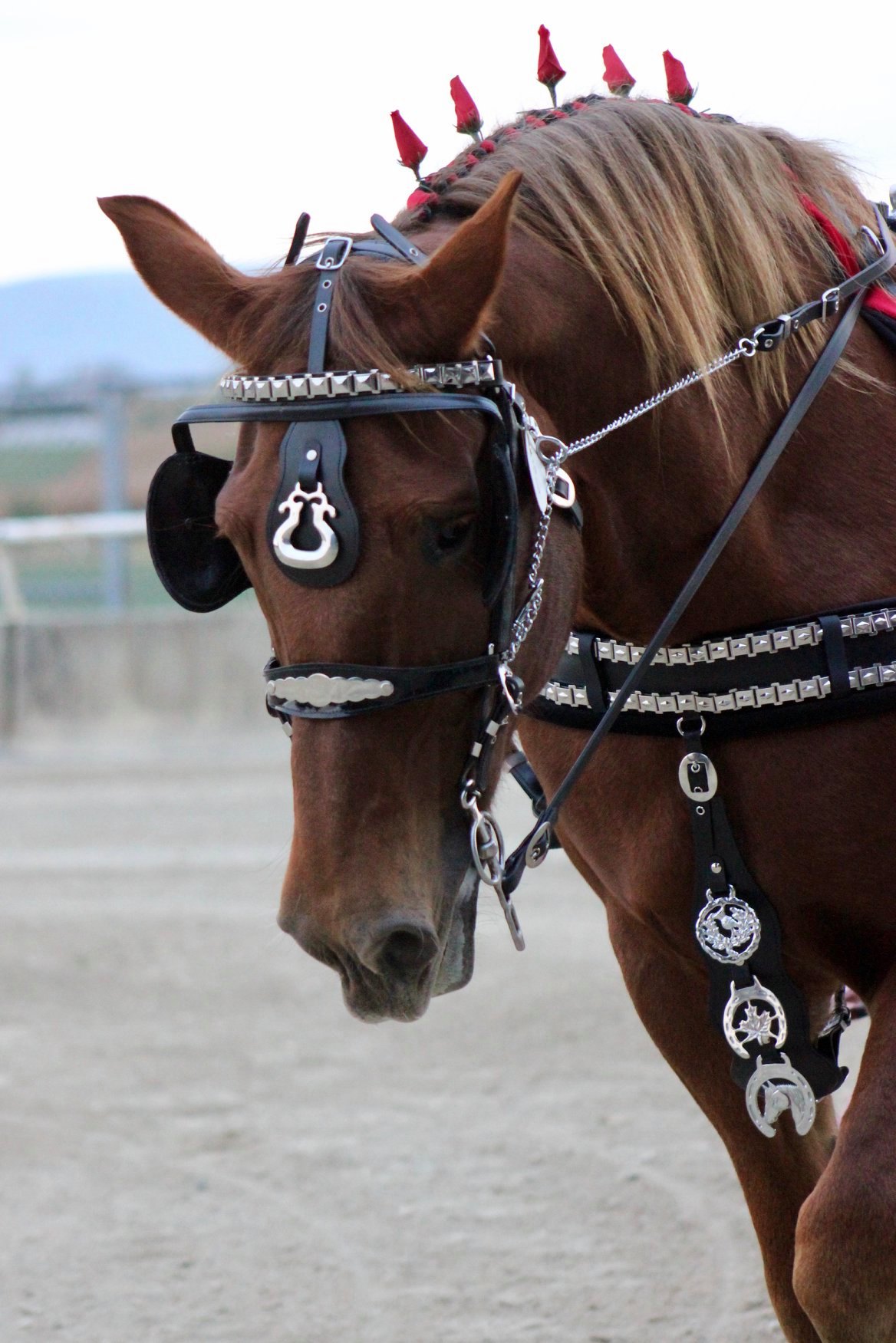 ZAIN TACK Biothane Quick Hitch Horse Harness Set – Brown/Yellow With Chrome Brass Fittings