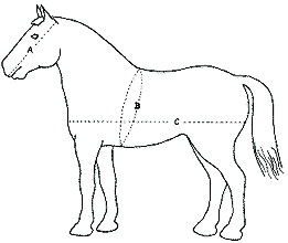 How to Measure a Horse for Harness